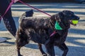 Large Dog at the annual Roanoke Valley SPCA 5K Tail Chaser